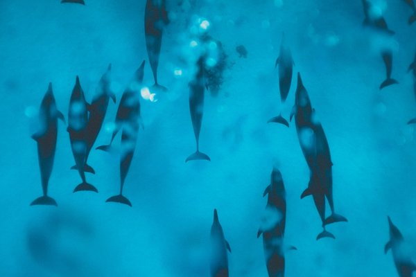 Quels sont les meilleurs spots pour une plongée avec les dauphins aux Açores : saisons et sites ?